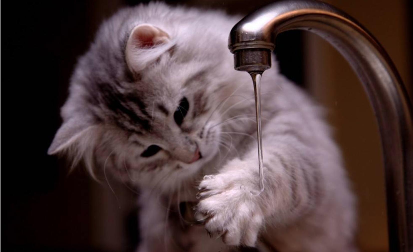 猫咪中暑处理后什么程度算恢复了,夏天猫咪中暑