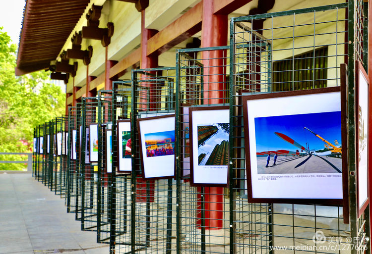 看洛阳牡丹花卉节,洛阳古都牡丹花展