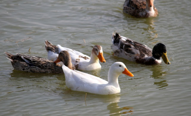 鸭子拉黄色稀粪喂什么药,鸭子拉绿色稀粪是怎么回事
