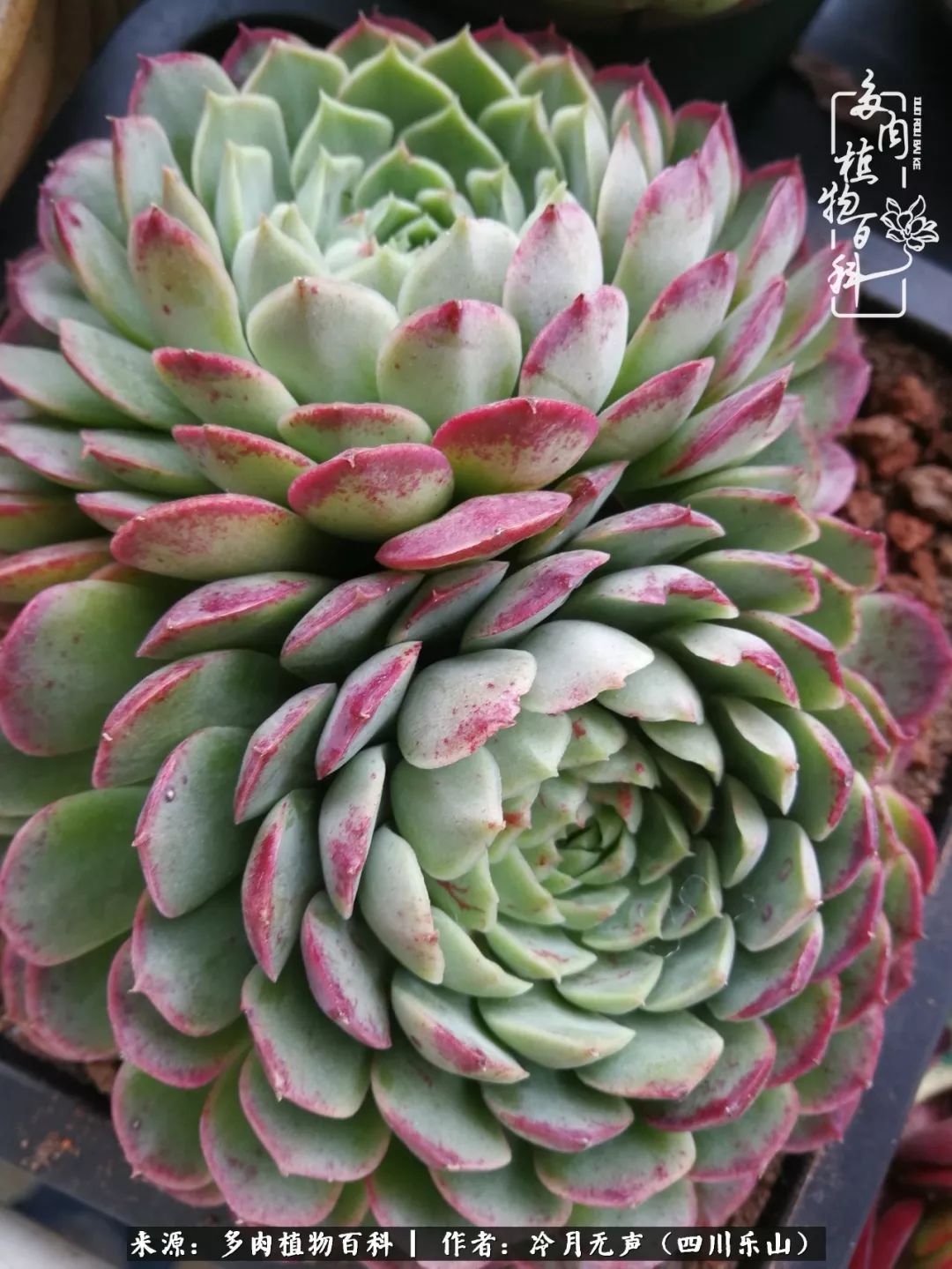 时光见证多肉故事,关于多肉的故事