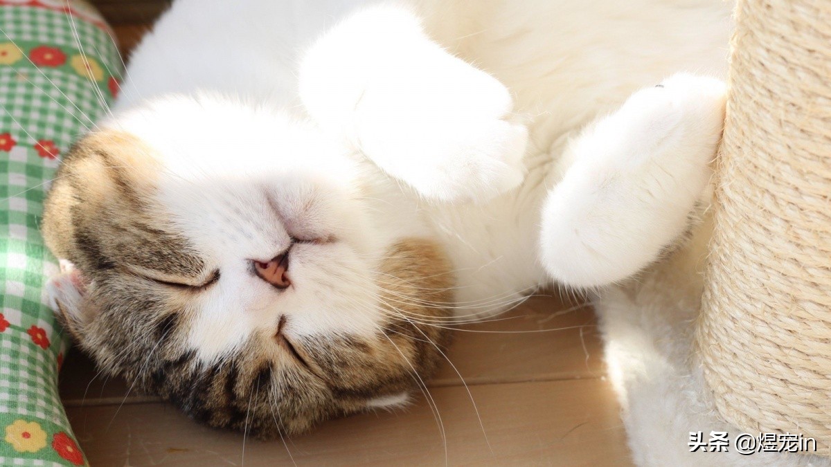 当猫咪调皮捣蛋时,该如何制止它们?