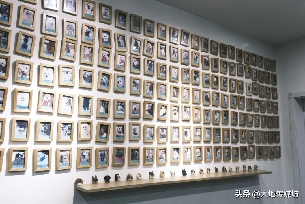 关于宠物殡葬的市场痛点,国内宠物殡葬行业真实现状