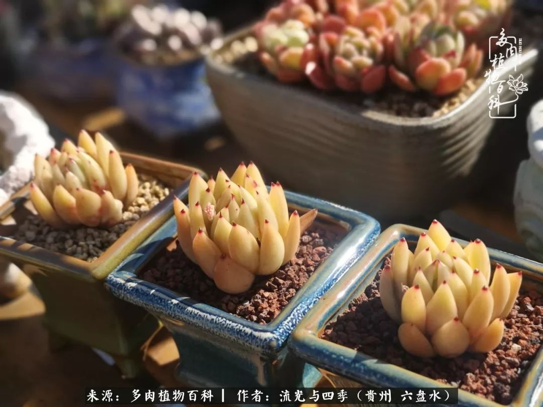 养多肉这几点新手必要知道,在养多肉的路上越走越远