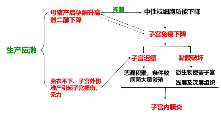 怎样预防母猪炎症,母猪子宫感染对猪有什么影响