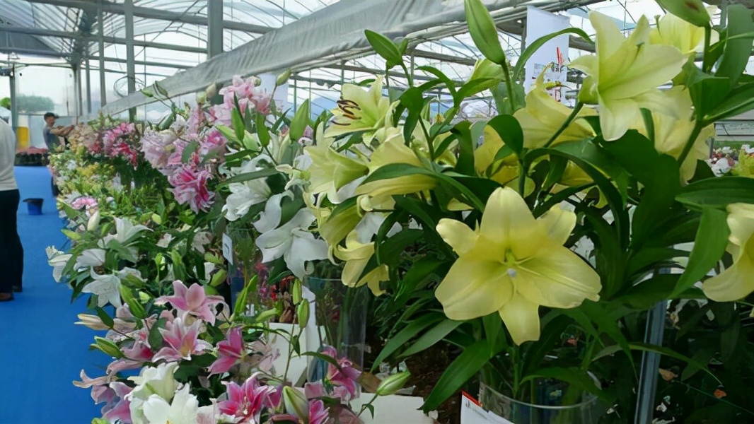 百合花枝不开花怎么回事,百合花是在几点开花和几月开花