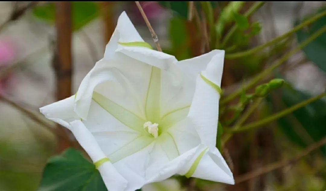 奇葩造型花:头上长草,心中有鬼,白月光。白天不开你非要晚上开