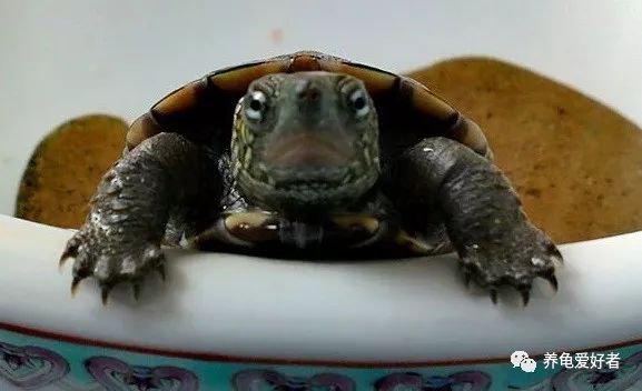 乌龟春天什么时候开始喂食,春天乌龟出眠以后该怎么弄