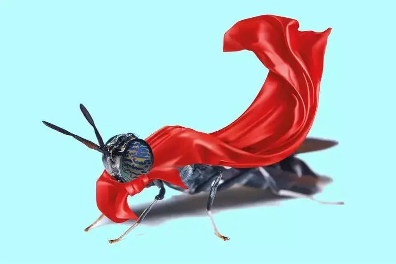 水产养殖经常见的虫子有哪几种,水产养殖小白虫叫什么虫