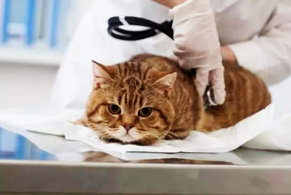 猫的耳朵好像发热是怎么回事,猫为什么耳朵热