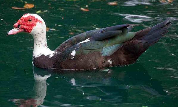 洋鸭养殖技术,不会养植物的口诀