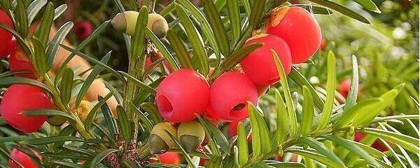 红豆杉叶子发黄掉落怎么办,曼地亚红豆杉叶子发黄怎么回事