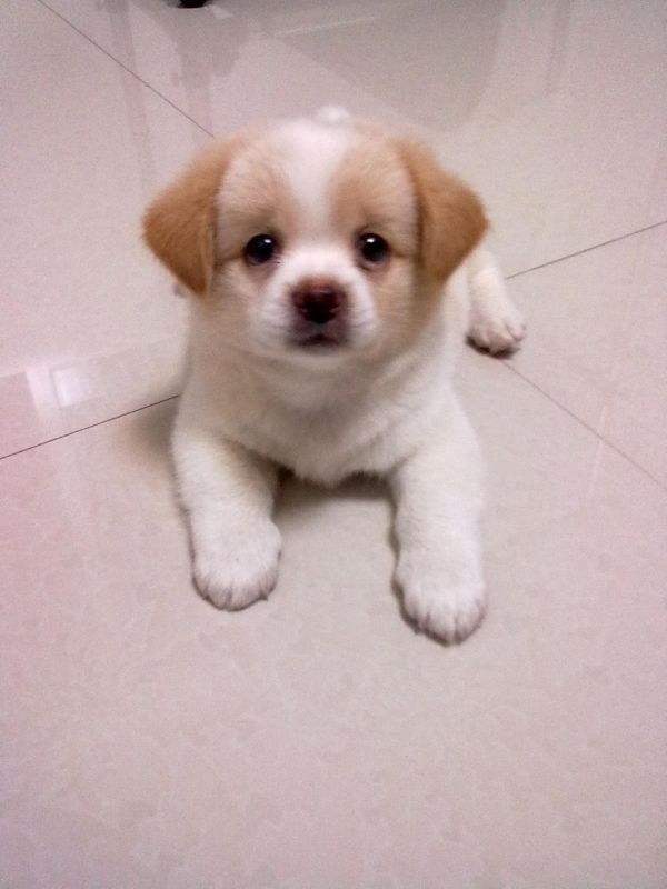 人工喂养刚出生的小狗怎么排便,刚出生的小狗怎么喂养才能活下来