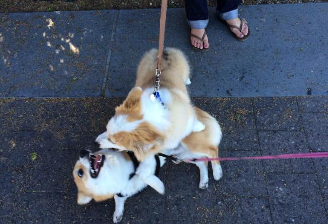 狗狗一出笼子就兴奋乱跑怎么训练,狗狗出门乱跑不跟随主人怎么办