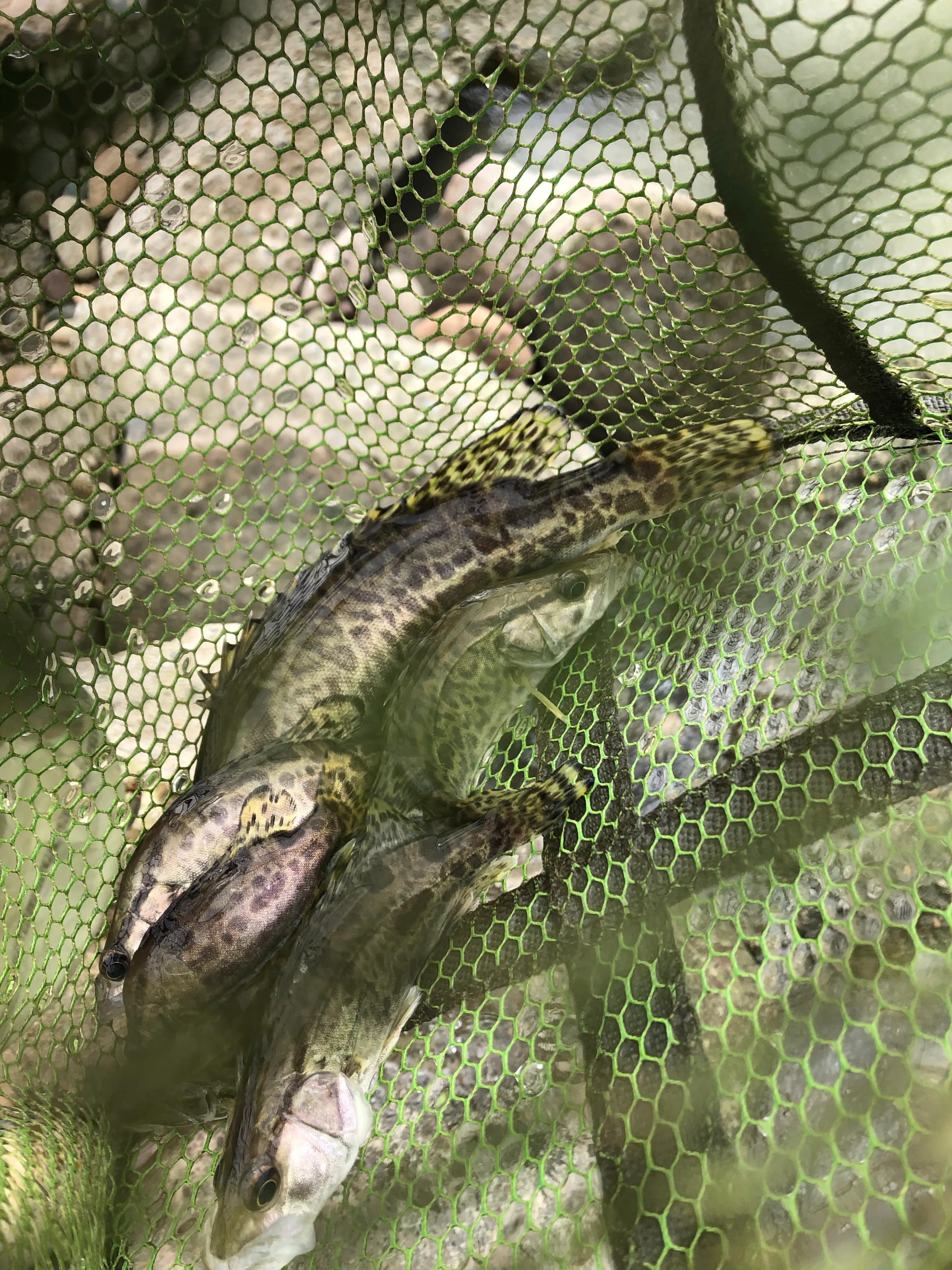 成都哪里路亚野钓太阳鱼,最近成都锦江路亚野钓地点大全