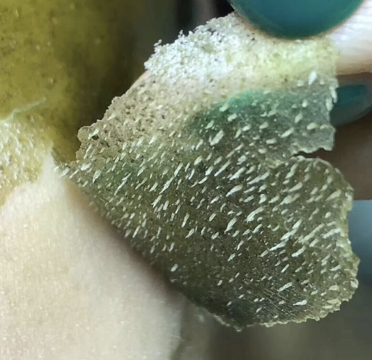 去黑头的几大“雷品”!城野医生用处不大,黑炭硬撕你敢用?