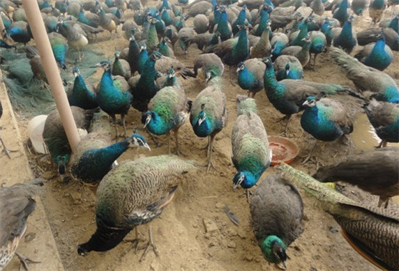 饲养孔雀赚钱,孔雀可以怎么挣钱