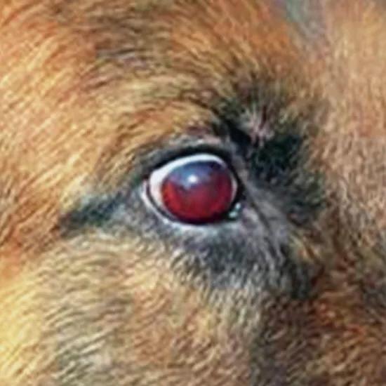 [宠物疾病知识科普]犬埃利希体病