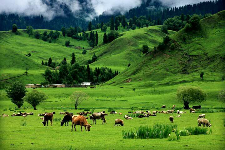 *疆新**是个好地方作者:刘尊鑫