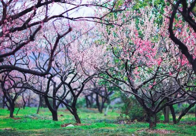 怀念春日的诗句古诗,七首必读的春日诗句