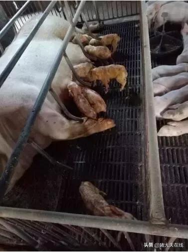 大场产房仔猪腹泻怎么预防,猪流行性腹泻仔猪越小发病越轻