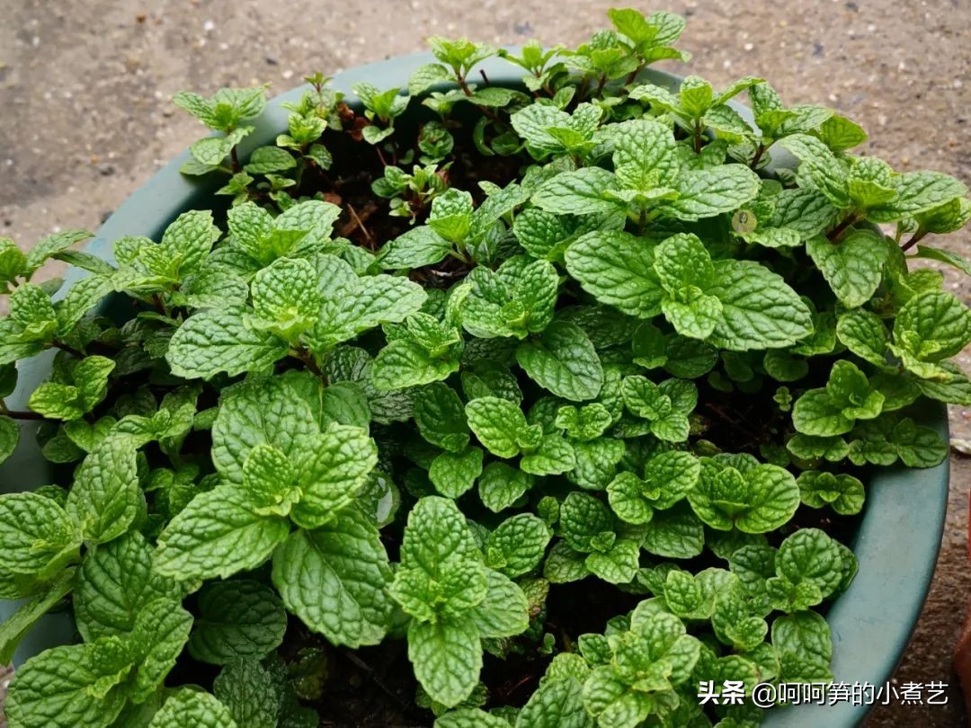 新鲜薄荷怎么弄茶,新鲜的薄荷叶怎么做才好吃