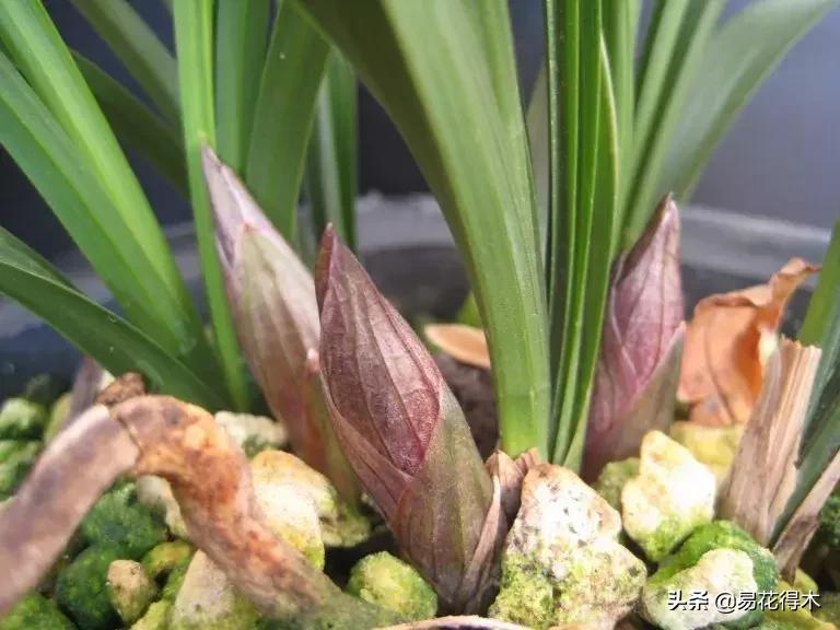 春兰荷瓣几大名品,春兰环球荷鼎和大富贵的区别