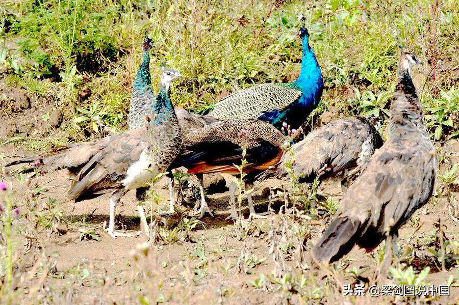 禁止野生动物保护环境人人有责,保护生态环境禁止野生动物上餐桌