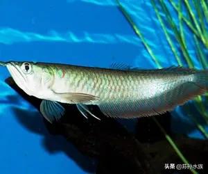 带卵黄小龙鱼的正确饲养方法,龙鱼养殖方法与注意事项