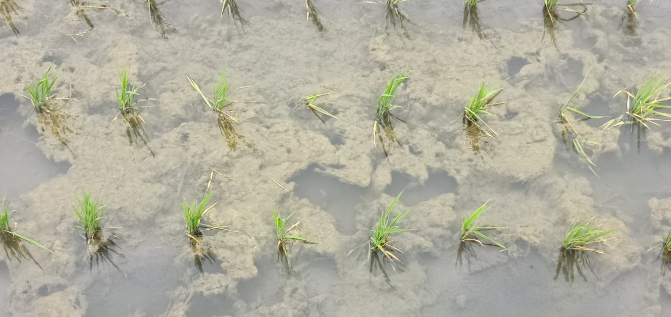 水稻水绵的防治方法,水稻防治小技术视频