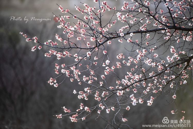 河南灵宝百年古杏林花开遍山野,灵宝北沟古杏林图片
