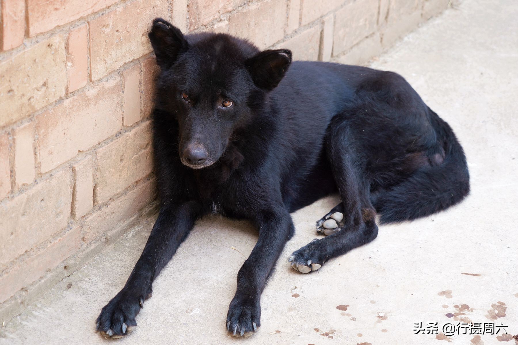 农民大姐家有“黑熊犬”，忠诚聪明1狗护全村，8万不卖