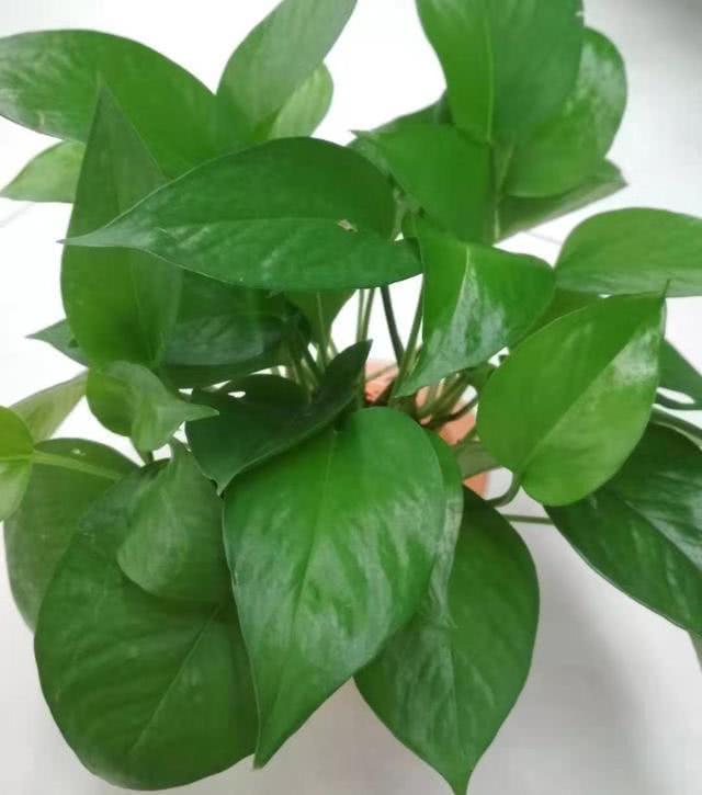 绿萝新叶卷曲焦黑,绿萝嫩叶卷曲是什么原因