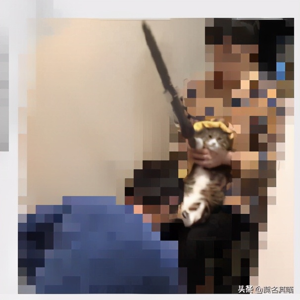 给你的猫买个爵位？这里有一份简易攻略请查收