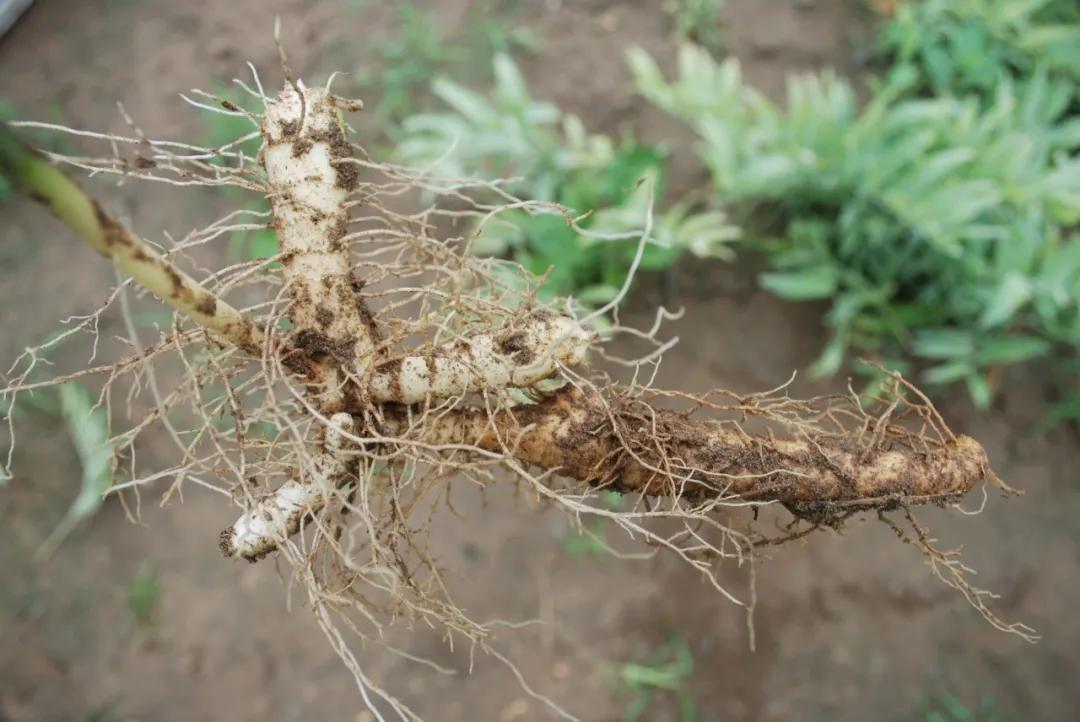 硬核整理!高清中药教材原植物彩*图色**谱(四期)