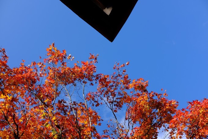 京都赏枫2022,京都赏枫必去景点有哪些好玩的