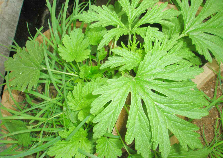 修剪花草的同时修剪自己,花草怎么修剪比较好看