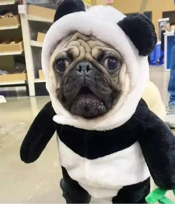 狗狗吞了钻石戒指,小狗误食金戒指