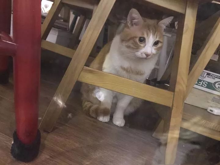 橘猫大螃蟹,橘猫挑战失败视频