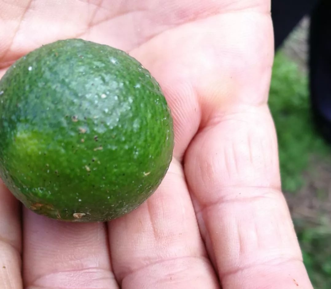 柑桔砂皮病哪个时间最易爆发,柑橘表皮有疙瘩怎么治疗