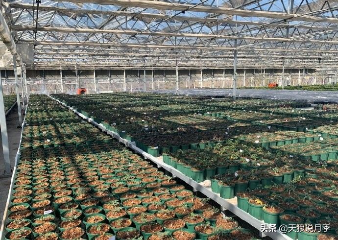 天狼月季起源,天狼月季是做什么的