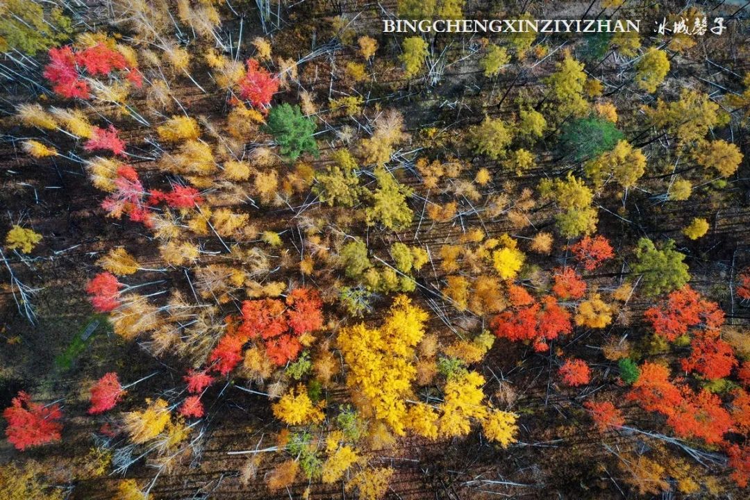 深秋的大兴安岭色彩斑斓,大兴安岭的秋天美景