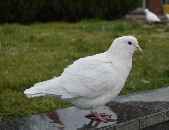 鸽子感冒了会引起什么症状,感冒喝鸽子会加重感冒吗