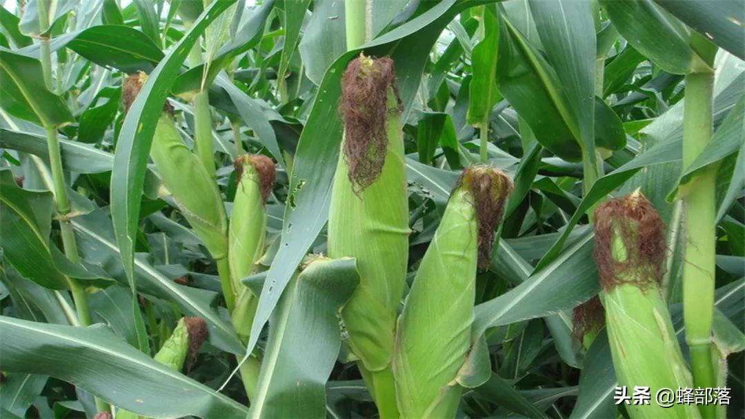 豆粕麦麸价格与去年相比上涨原因,豆粕涨价如何养牛