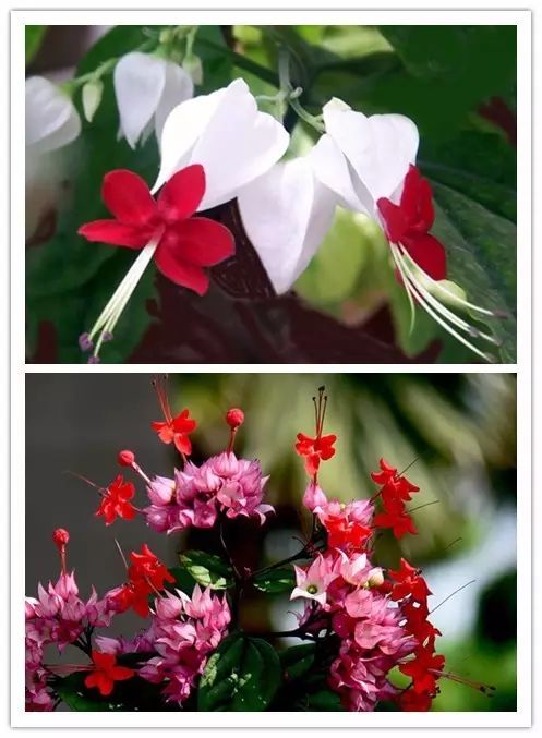 北方喜阴的室内植物花卉有哪些,喜阴耐寒的室外花卉植物有哪些