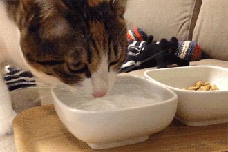 猫咪厌食的原因和解决方法,猫咪突然吃猫粮吃得很少怎么办