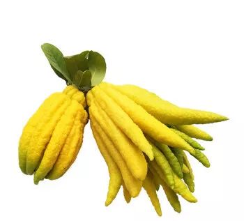 杰尼亚黄标香水,杰尼亚柠檬香水