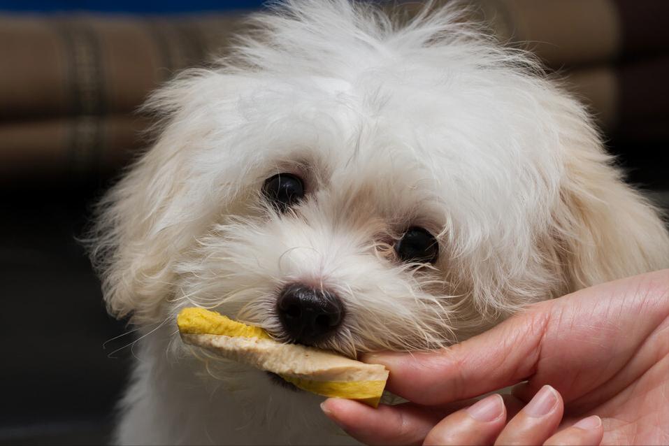 狗狗电项圈训练方法,训练狗狗叫的方法