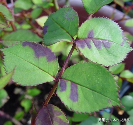 月季叶子枯萎怎么修剪,月季灰霉
