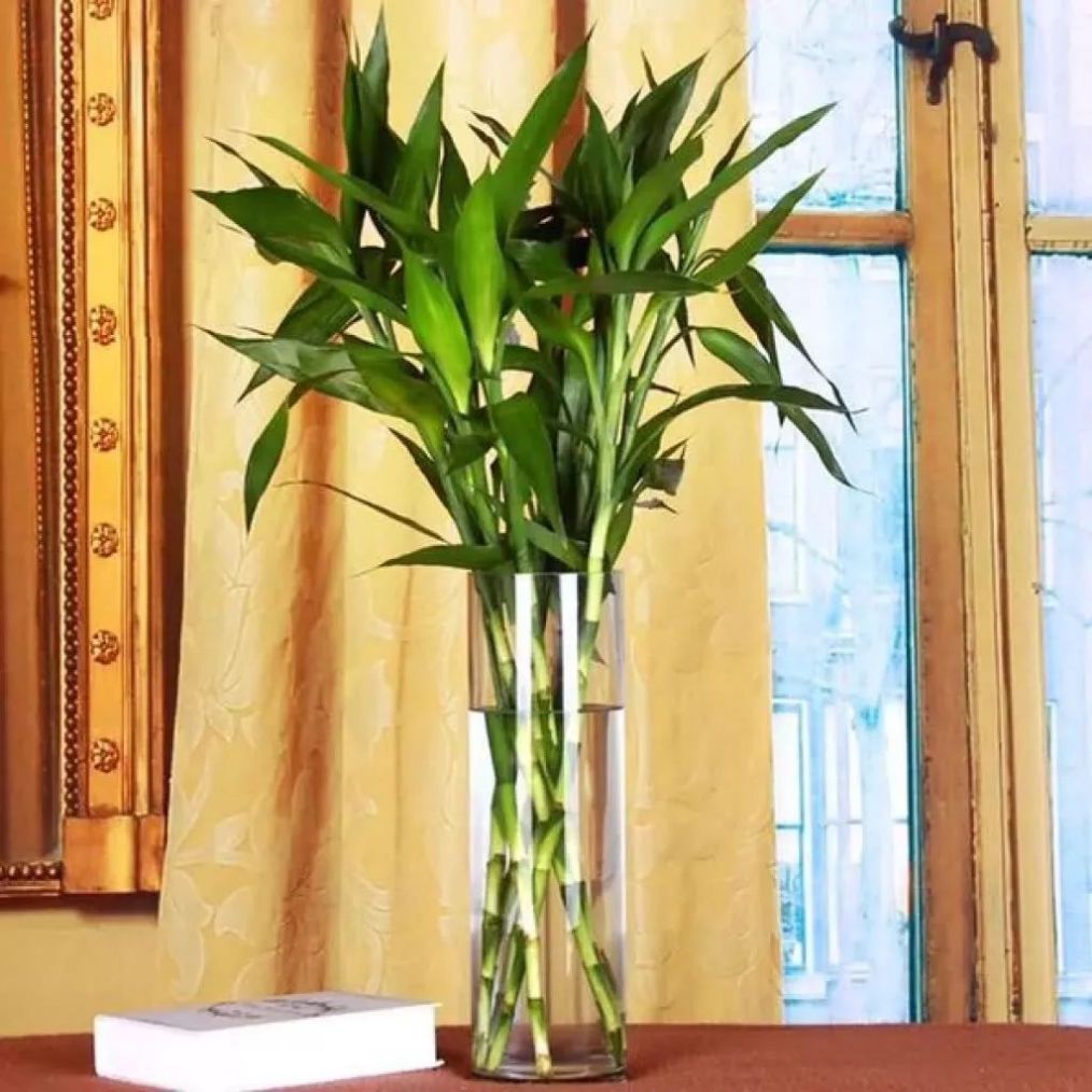 富贵竹生根剪短根还会长叶子吗,富贵竹根发黑可以截断重新生根吗