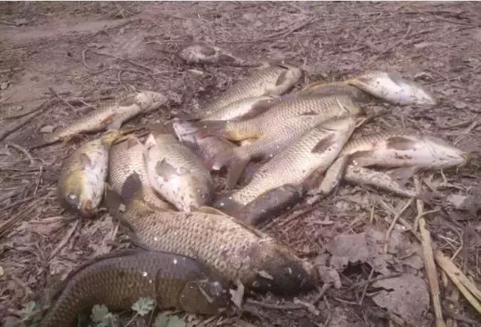 钓鱼笔记全集,钓鱼笔记100篇